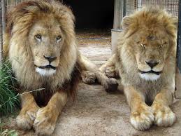 Mansfield Zoo